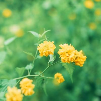 米加生活度假小镇游戏完整版下载